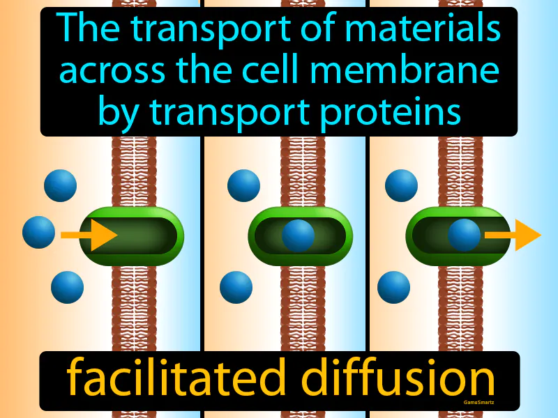 Facilitated Diffusion Definition - Easy to Understand | GradesUp.gg