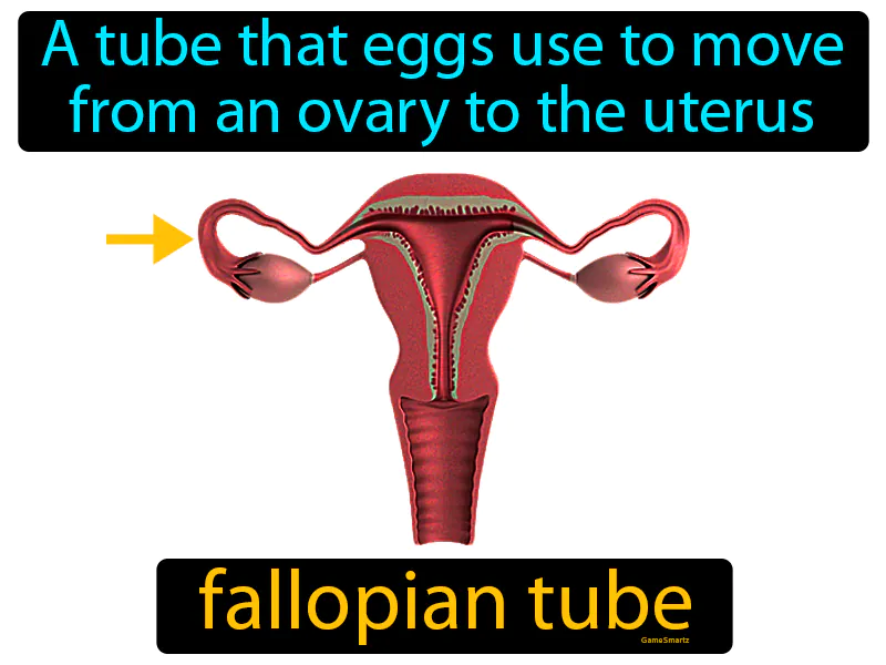 Fallopian Tube Definition - Easy to Understand | GradesUp.gg