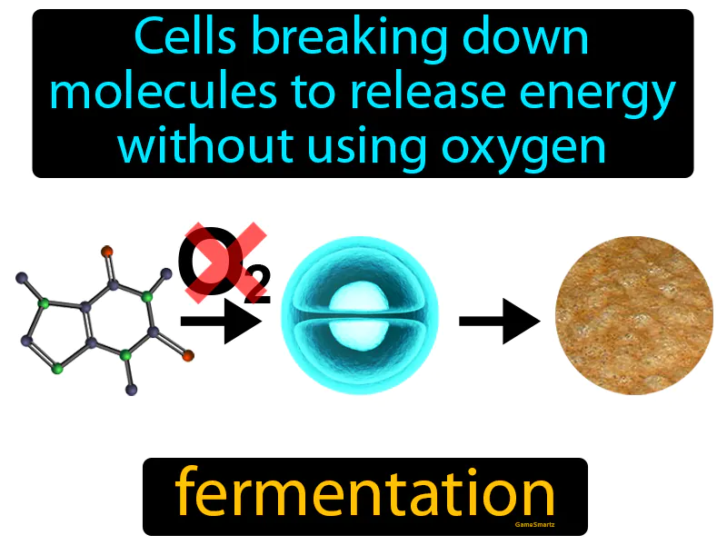 Fermentation Definition