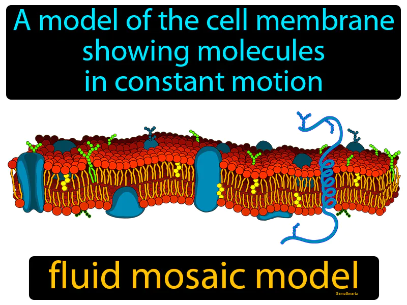 Fluid Mosaic Model Definition - Easy to Understand | GradesUp.gg