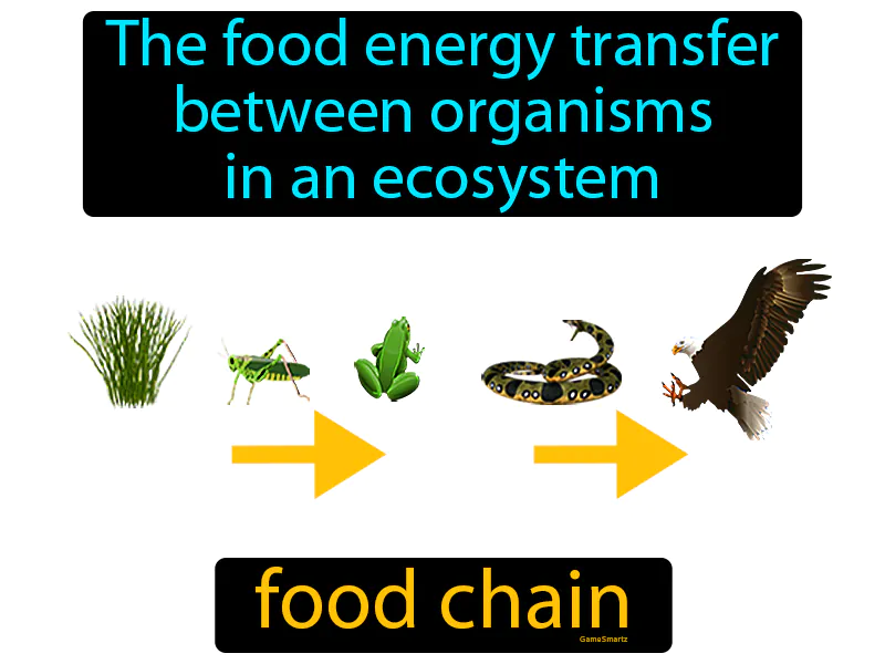 Food Chain Definition