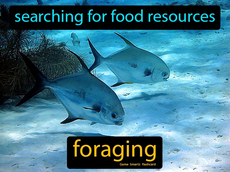 Foraging Definition - Easy to Understand | GradesUp.gg