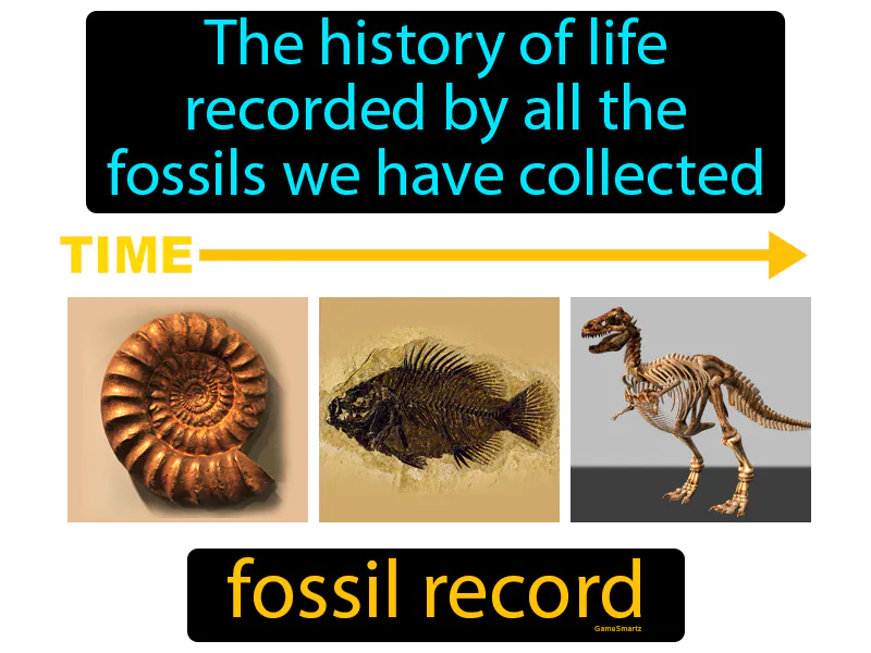 Fossil Record Definition - Easy to Understand | GradesUp.gg