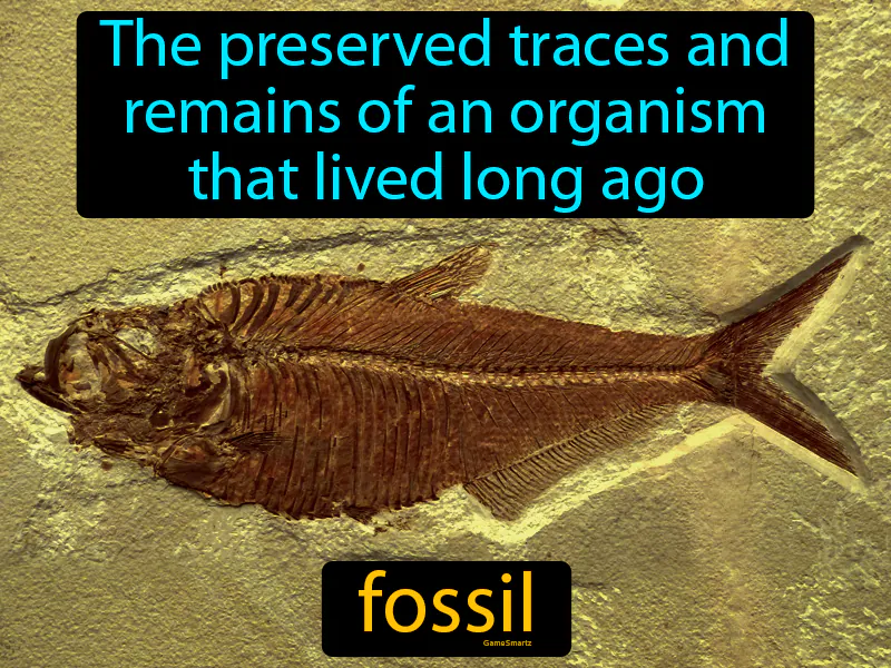 Fossil Definition