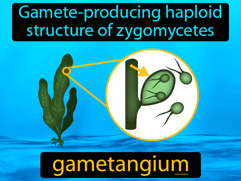 Gametangium Definition - Easy to Understand | GradesUp.gg