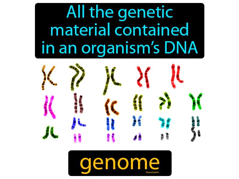 Genome Definition