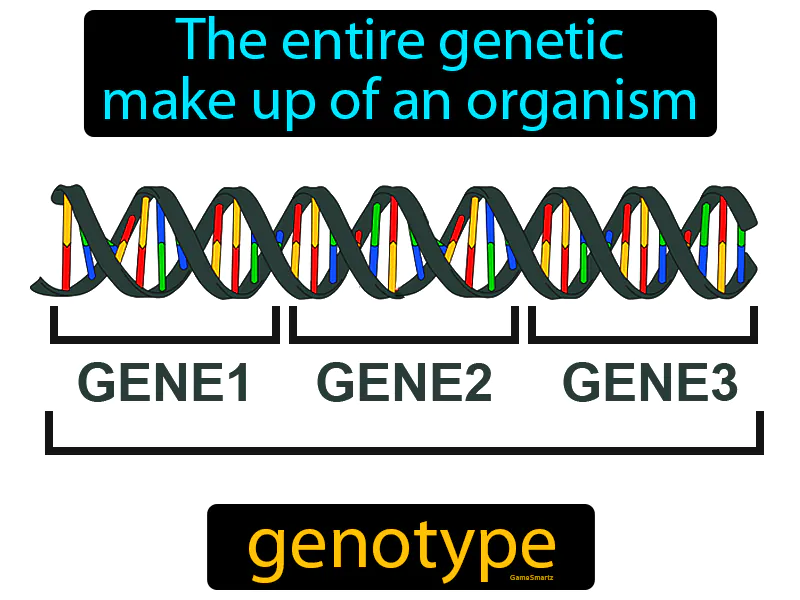 Genotype Definition - Easy to Understand | GradesUp.gg