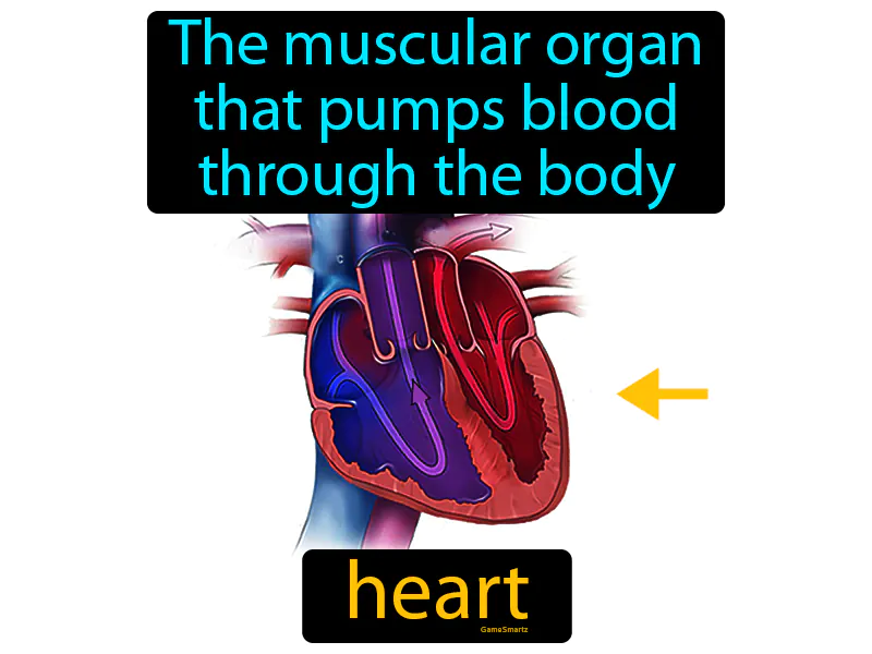 Heart Definition - Easy to Understand | GradesUp.gg