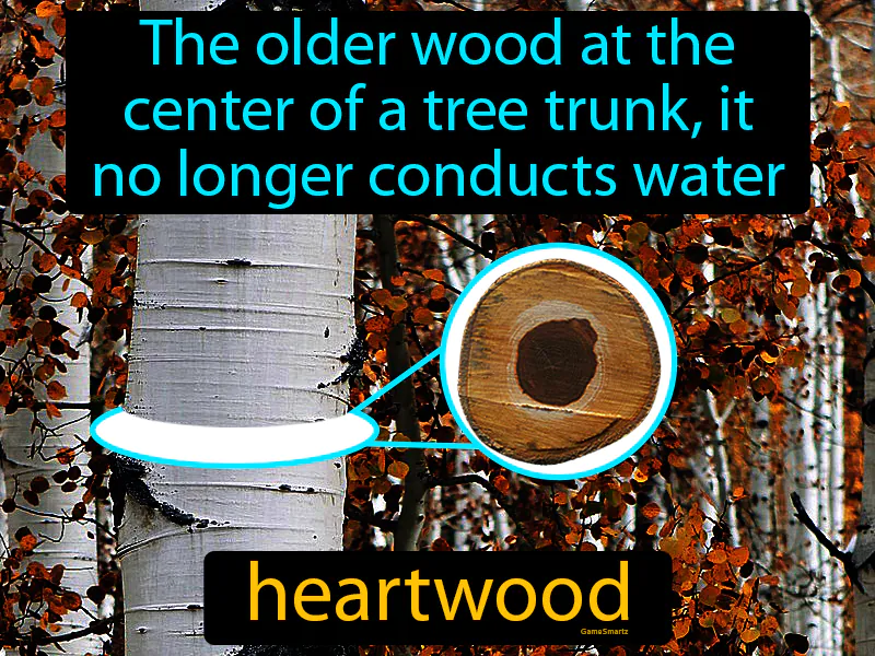 Heartwood Definition - Easy to Understand | GradesUp.gg