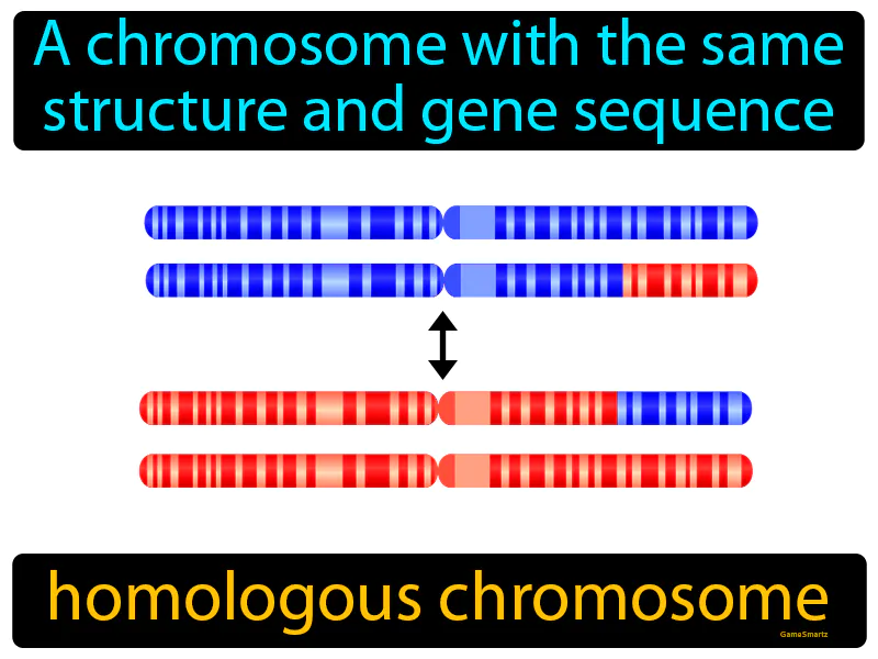 Homologous Chromosome Definition - Easy to Understand | GradesUp.gg