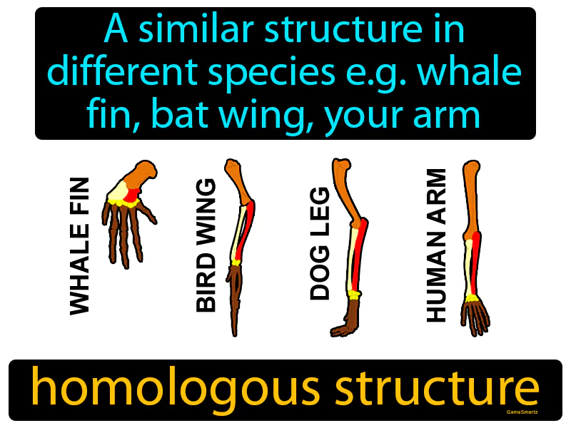 Homologous Structure Definition - Easy to Understand