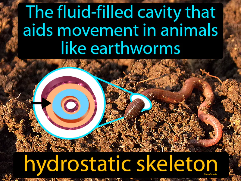 Hydrostatic Skeleton Definition - Easy to Understand | GradesUp.gg