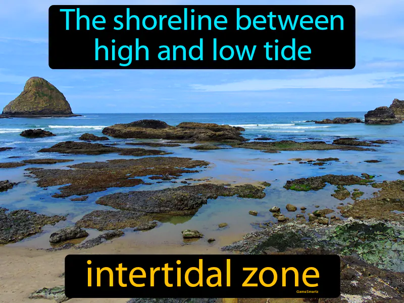 Intertidal Zone Definition - Easy to Understand | GradesUp.gg