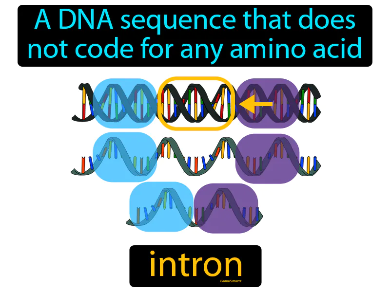 Intron Definition - Easy to Understand