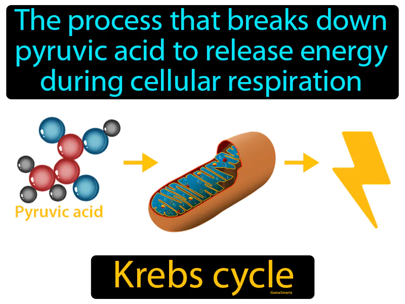 Krebs Cycle Definition