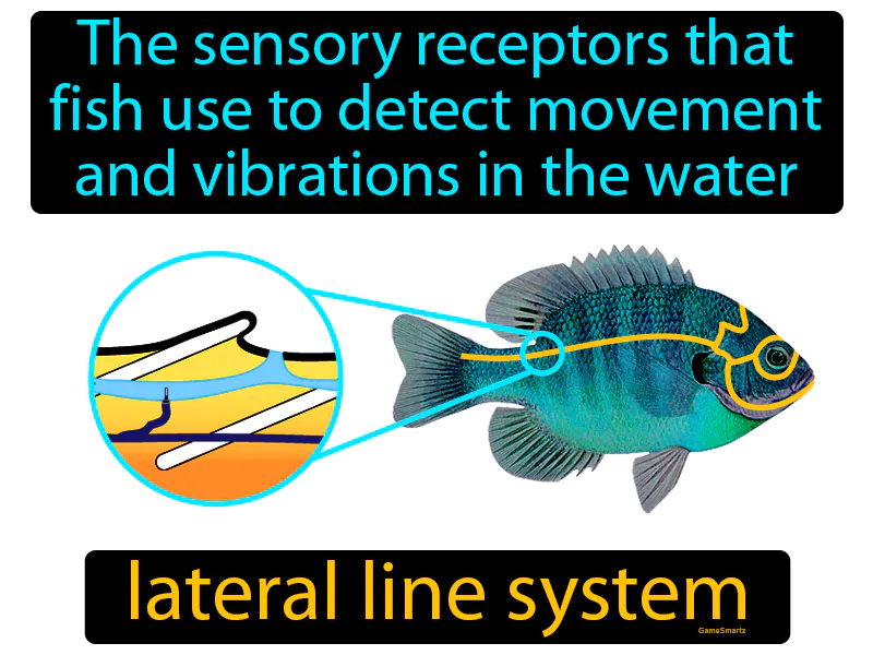 Lateral Line System Definition - Easy to Understand | GradesUp.gg