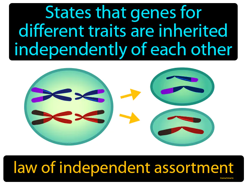 Law Of Independent Assortment Definition