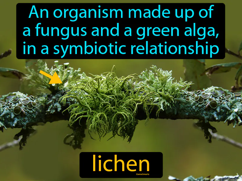 Lichen Definition - Easy to Understand | GradesUp.gg