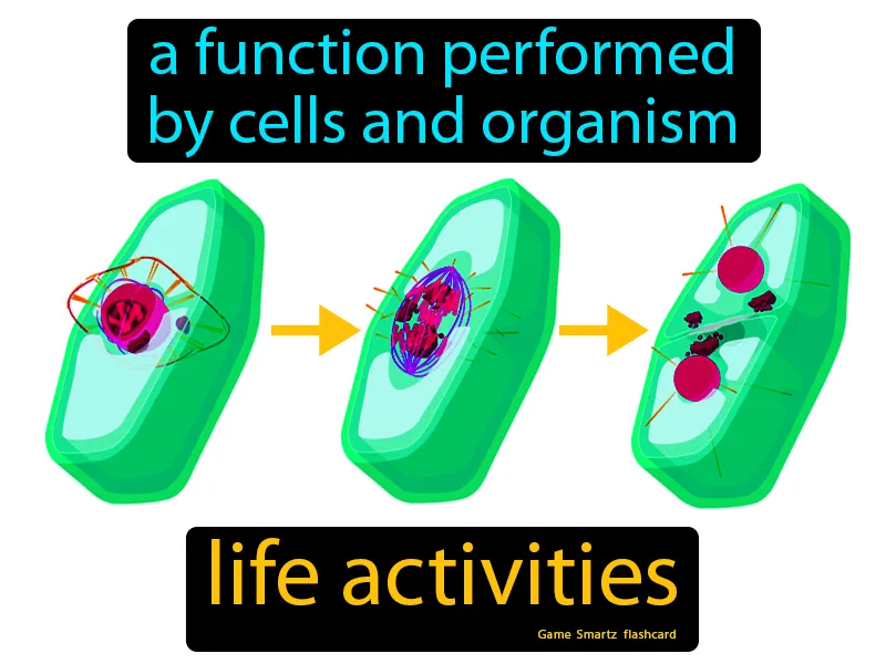 Life Activities Definition - Easy to Understand | GradesUp.gg