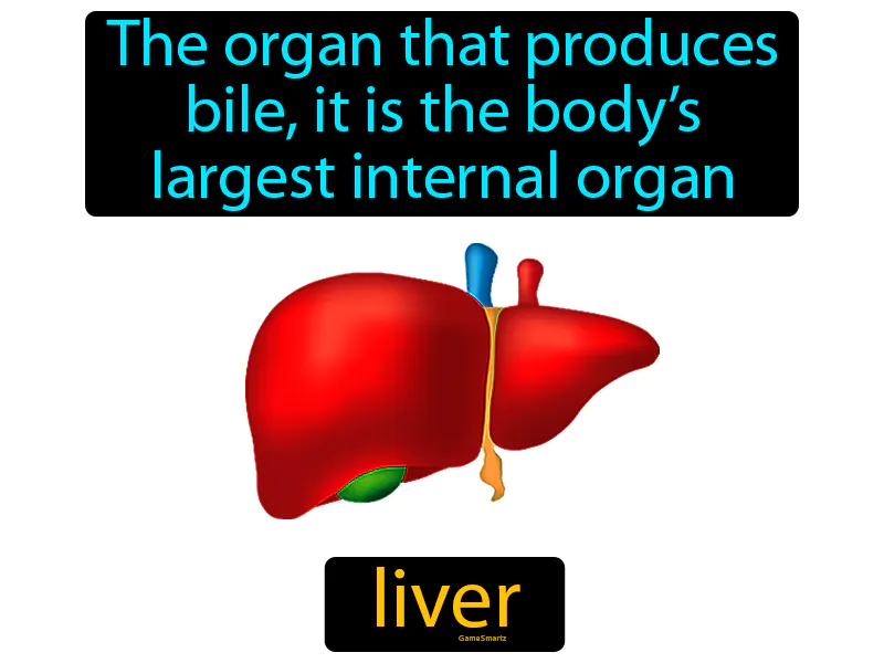 Liver Definition - Easy to Understand | GradesUp.gg