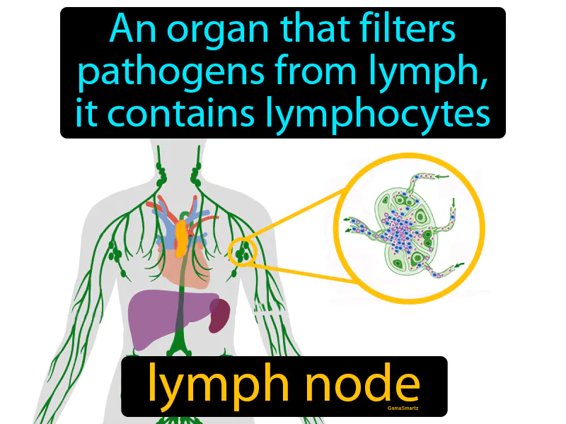 Lymph Node Definition