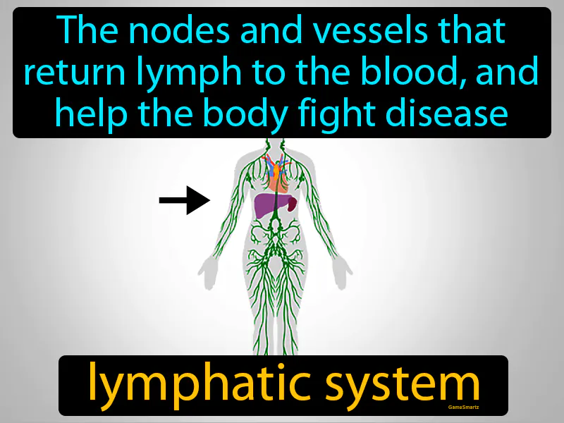 Lymphatic System Definition - Easy to Understand | GradesUp.gg