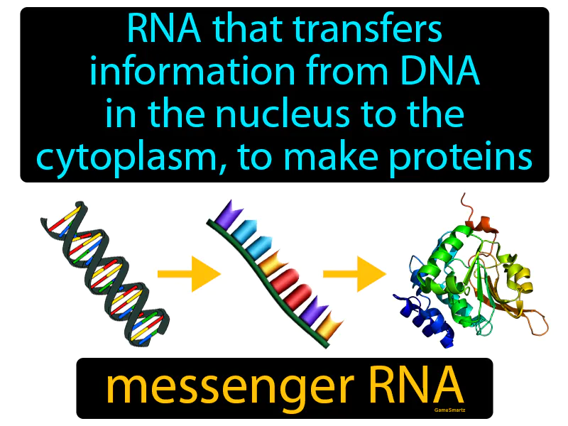 Messenger RNA Definition - Easy to Understand | GradesUp.gg