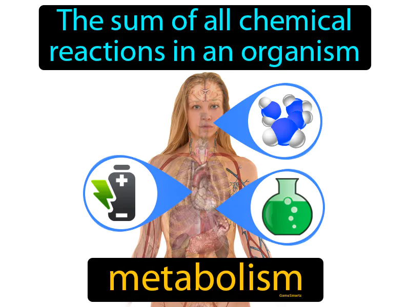 Metabolism Definition - Easy to Understand | GradesUp.gg