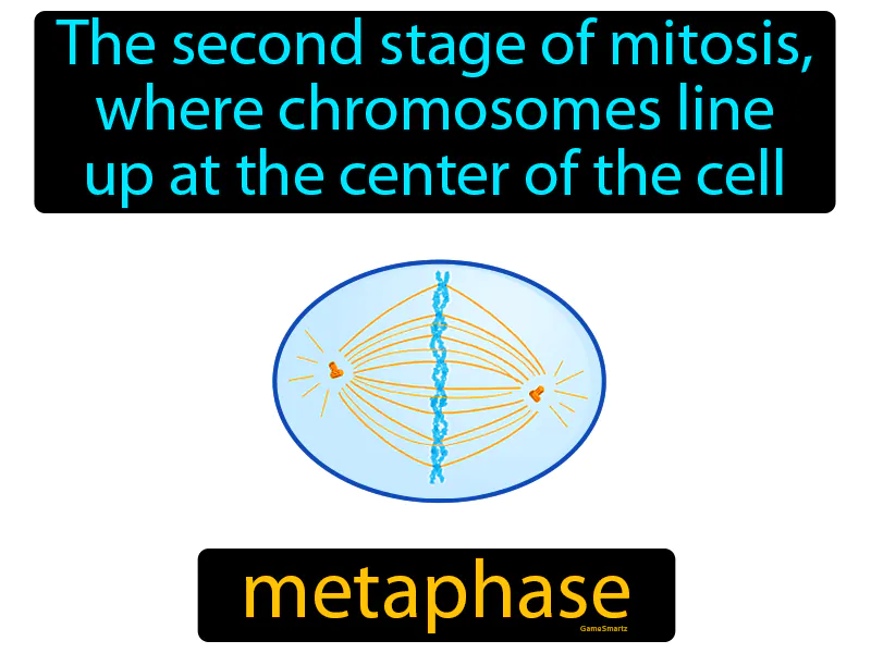 Metaphase Definition - Easy to Understand | GradesUp.gg