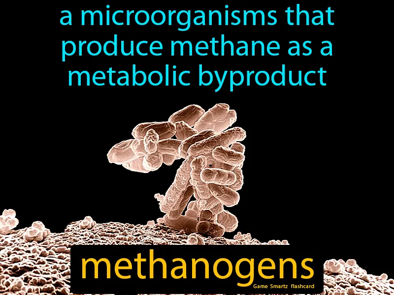 Methanogens Definition - Easy to Understand | GradesUp.gg