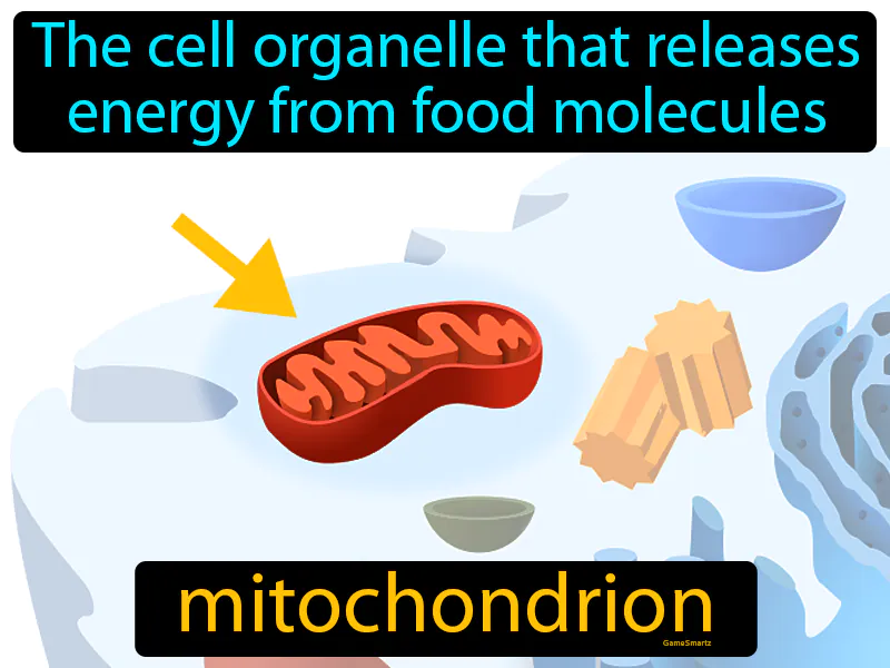 Mitochondrion Definition