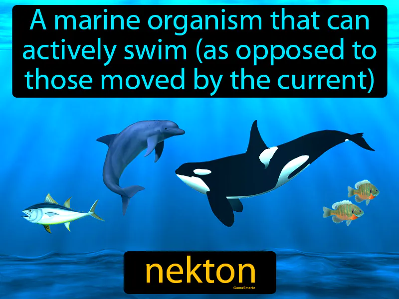 Nekton Definition