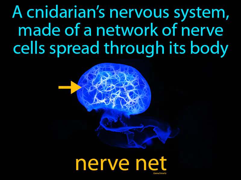 Nerve Net Definition