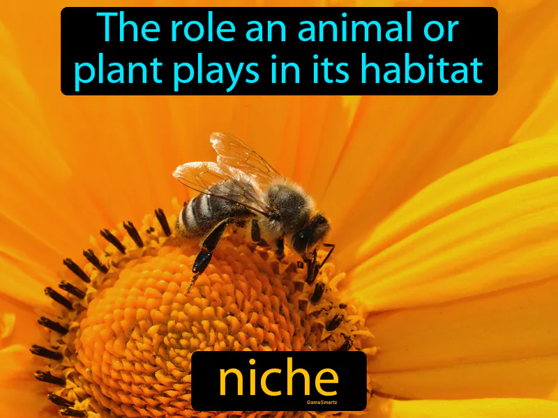 Niche Definition