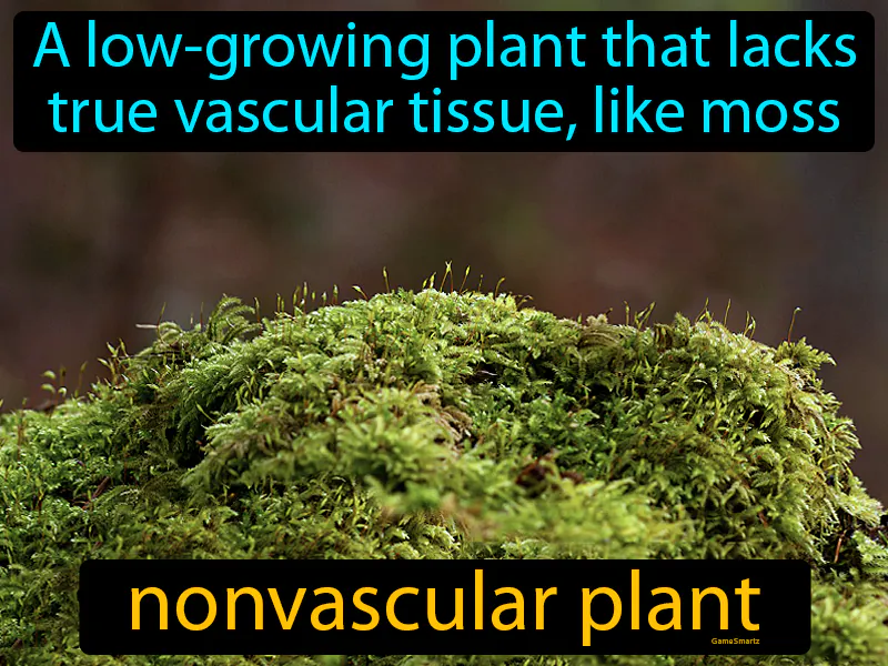 Nonvascular Plant Definition