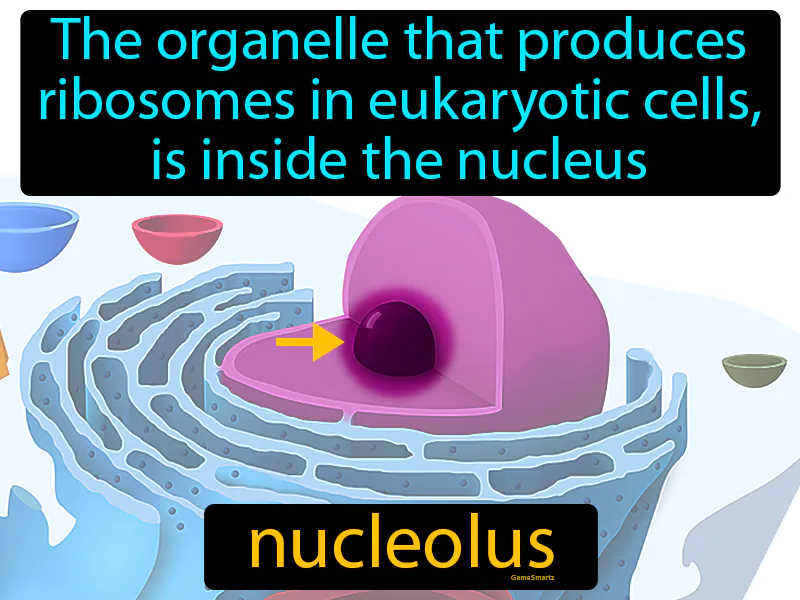 Nucleolus Definition