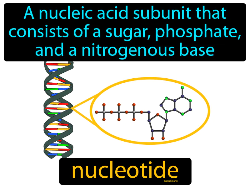 Nucleotide Definition - Easy to Understand | GradesUp.gg