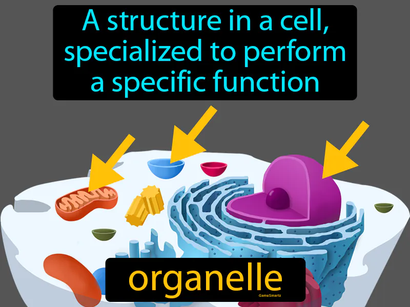 Organelle Definition