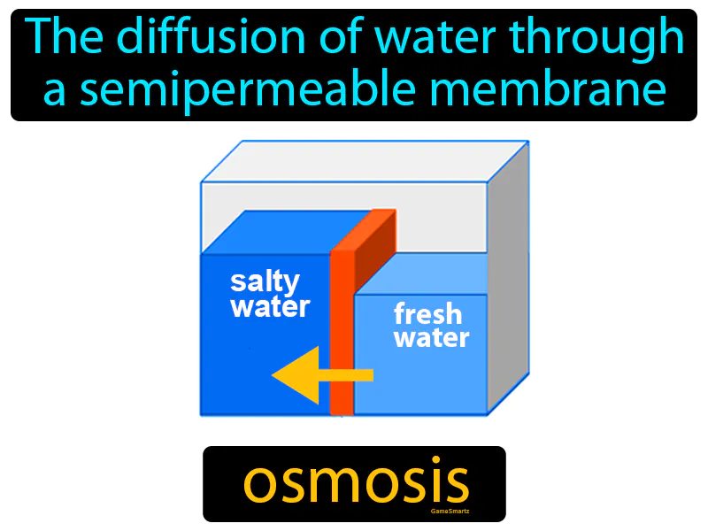 Osmosis Definition - Easy to Understand | GradesUp.gg