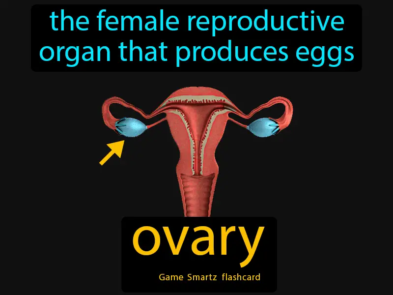 Ovary Definition - Easy to Understand | GradesUp.gg