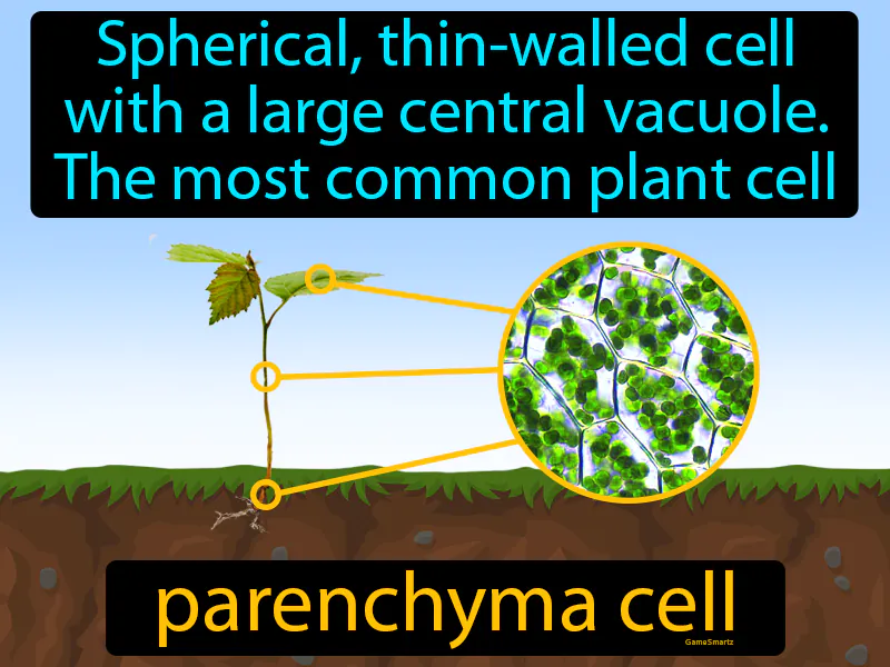 Parenchyma Cell Definition - Easy to Understand | GradesUp.gg