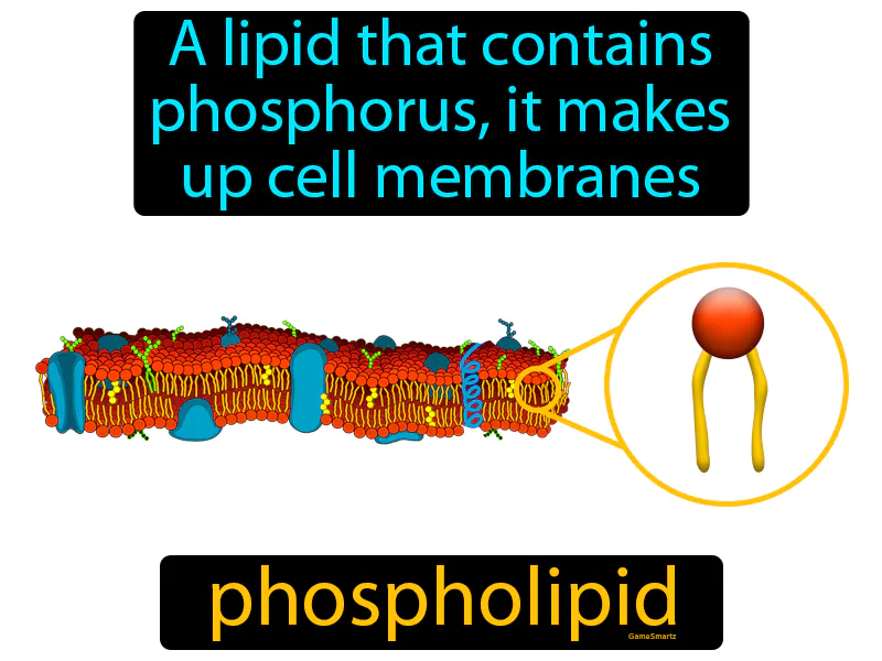 Phospholipid Definition - Easy to Understand