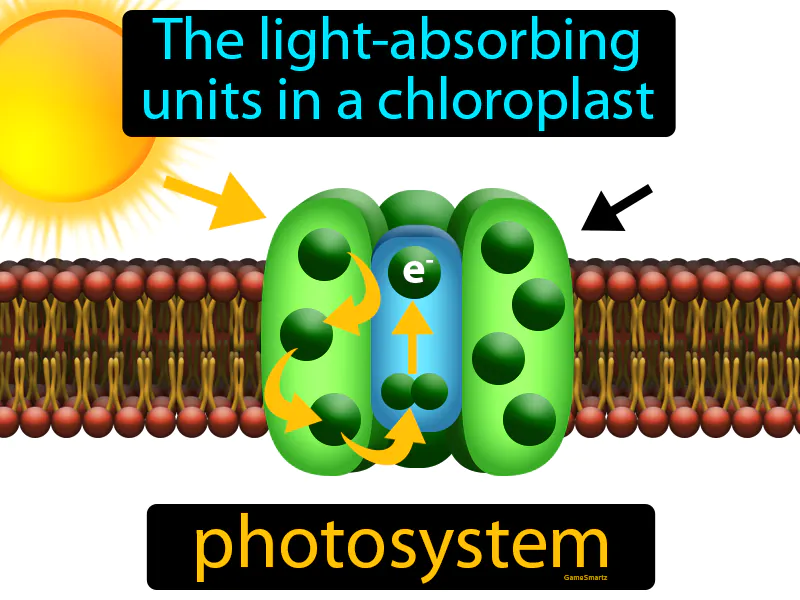 Photosystem Definition