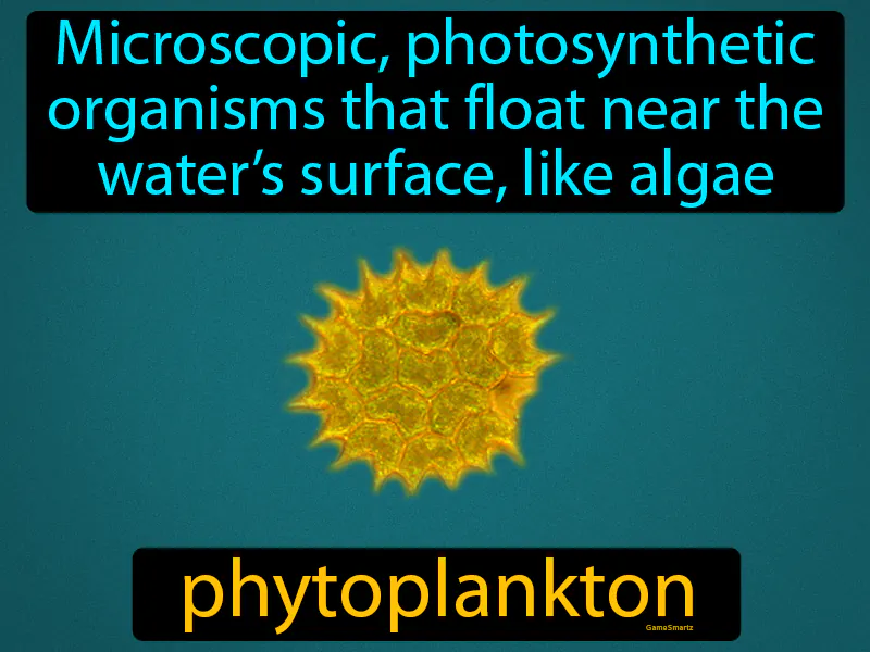 Phytoplankton Definition