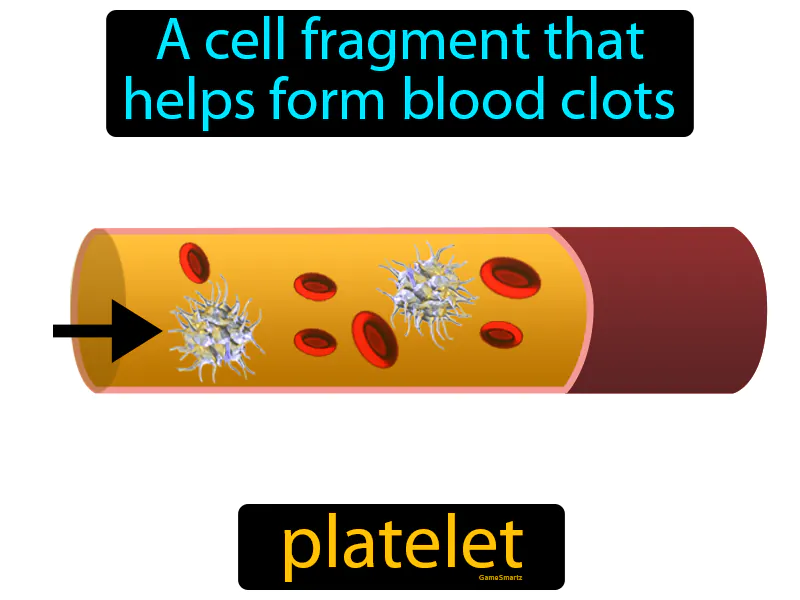 Platelet Definition - Easy to Understand | GradesUp.gg