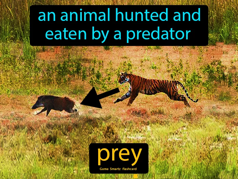 Prey Definition