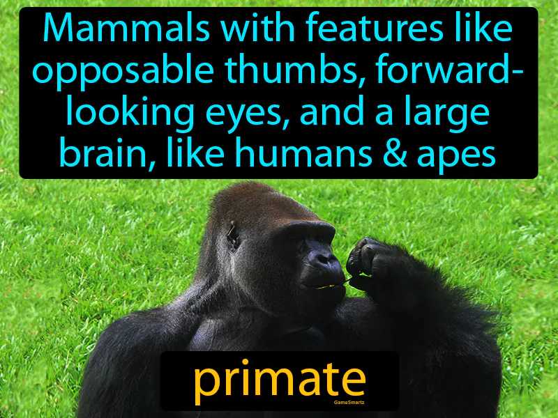 Primate Definition