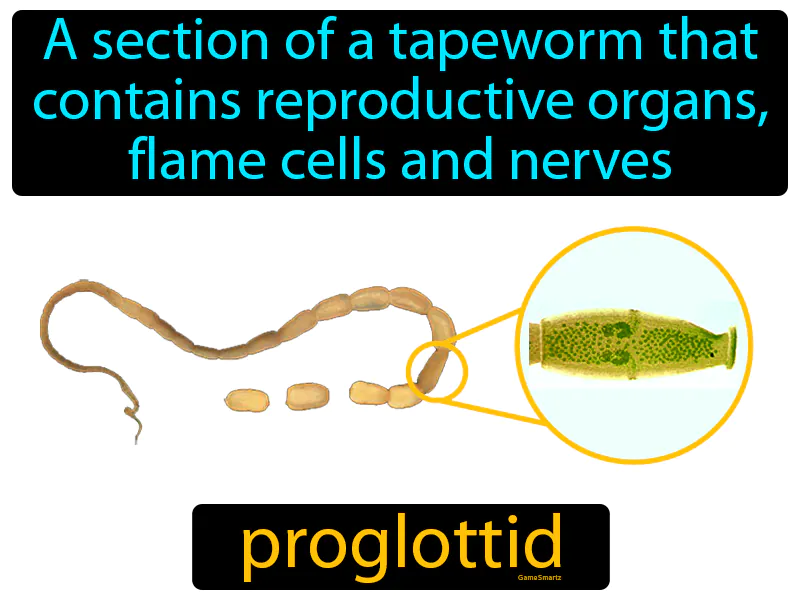 Proglottid Definition