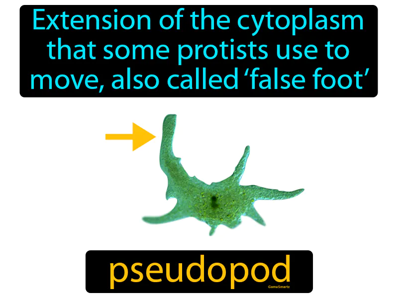 Pseudopod Definition