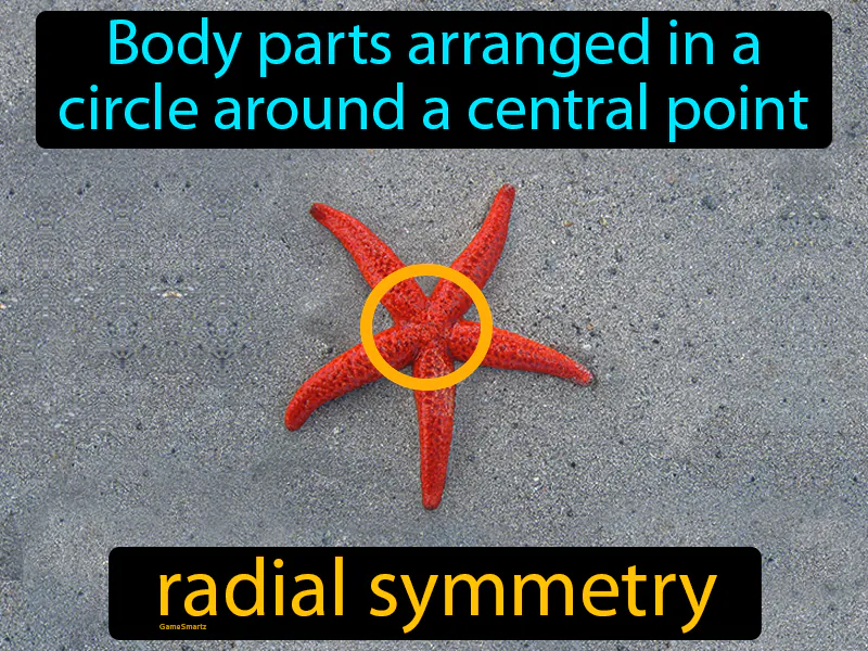 Radial Symmetry Definition